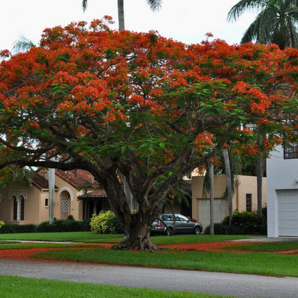 Nasiona Płomień Afryki - Delonix Regia