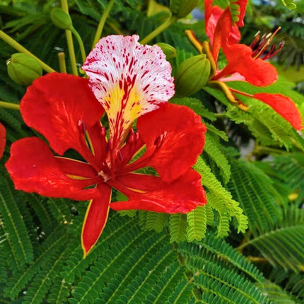 Nasiona Płomień Afryki - Delonix Regia