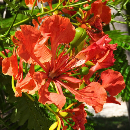 Nasiona Płomień Afryki - Delonix Regia