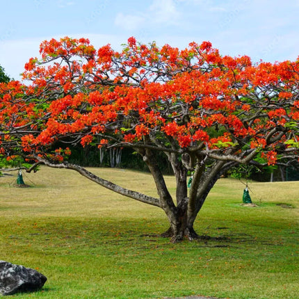 Nasiona Płomień Afryki - Delonix Regia