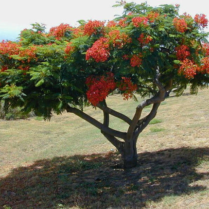 Nasiona Płomień Afryki - Delonix Regia
