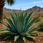 Nasiona Agawy Marmurowej (Agave marmorata)