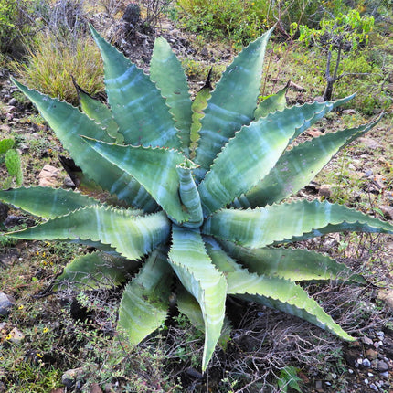 Nasiona Agawy Marmurowej - Agave Marmorata