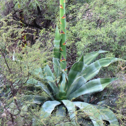 Nasiona Agawy Marmurowej - Agave Marmorata