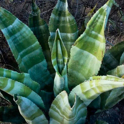 Nasiona Agawy Marmurowej - Agave Marmorata