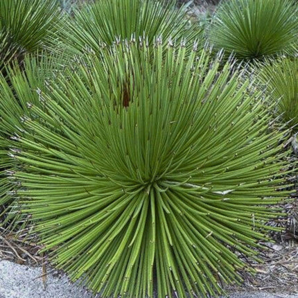 Nasiona Agawy Wąskolistnej - Agave Striata