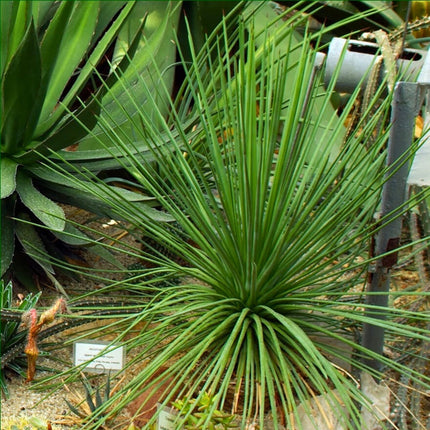 Nasiona Agawy Wąskolistnej - Agave Striata