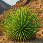 Nasiona Agawy Wąskolistnej (Agave striata)
