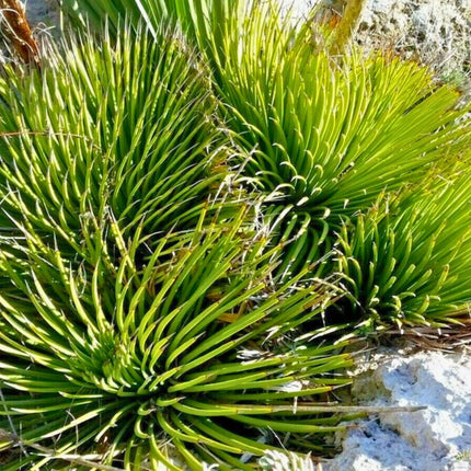 Nasiona Agawy Wąskolistnej - Agave Striata