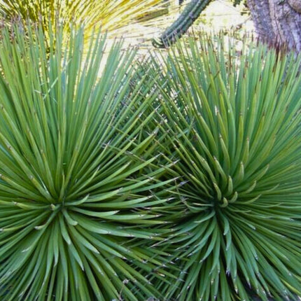 Nasiona Agawy Wąskolistnej - Agave Striata