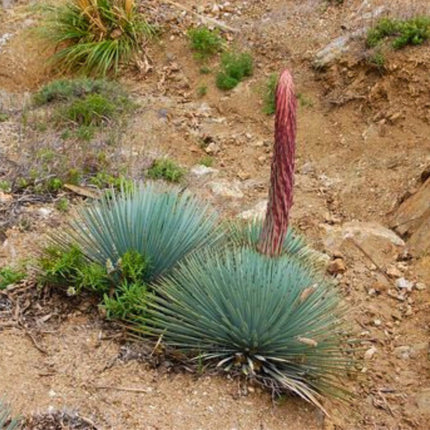 Nasiona Juki Hiszpański Bagnet - Hesperoyucca Whipplei