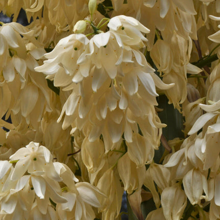 Nasiona Juki Hiszpański Bagnet - Hesperoyucca Whipplei