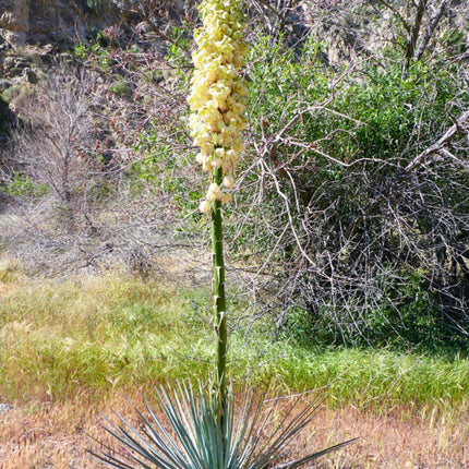Nasiona Juki Hiszpański Bagnet - Hesperoyucca Whipplei