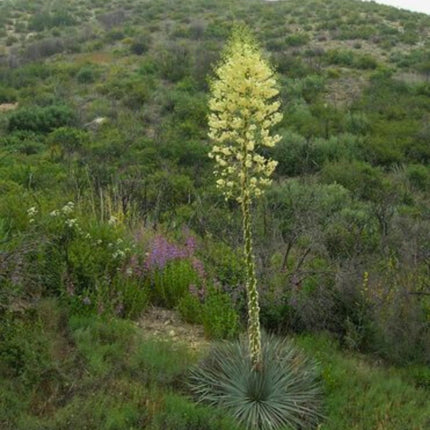 Nasiona Juki Hiszpański Bagnet - Hesperoyucca Whipplei