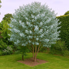 Nasiona Eukaliptusa Niebieskiego (Eucalyptus gunnii)