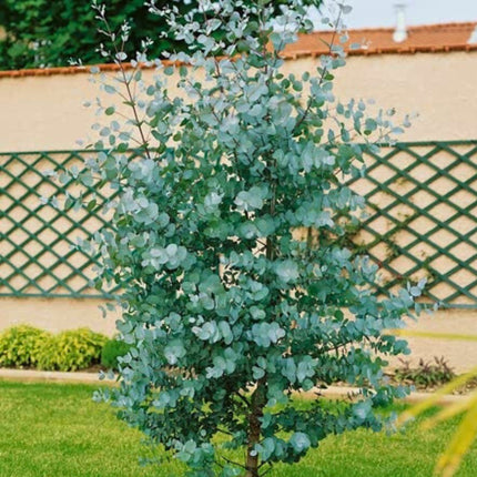 Nasiona Eukaliptusa Niebieskiego - Eucalyptus Gunnii