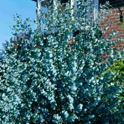 Nasiona Eukaliptusa Niebieskiego - Eucalyptus Gunnii