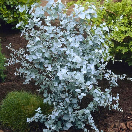 Nasiona Eukaliptusa Niebieskiego - Eucalyptus Gunnii