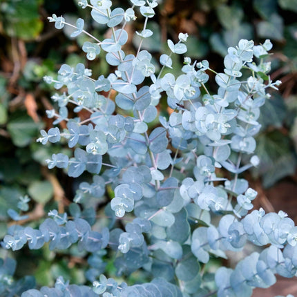 Nasiona Eukaliptusa Niebieskiego - Eucalyptus Gunnii