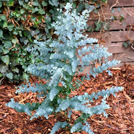 Nasiona Eukaliptusa Niebieskiego - Eucalyptus Gunnii