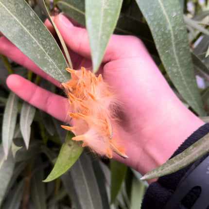 Nasiona Oleandra Pospolitego - Nerium Oleander