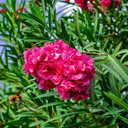 Nasiona Oleandra Pospolitego - Nerium Oleander