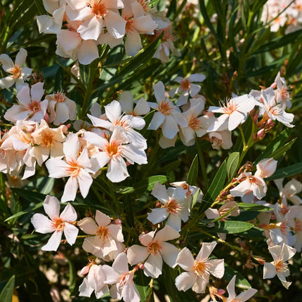 Nasiona Oleandra Pospolitego - Nerium Oleander