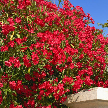 Nasiona Oleandra Pospolitego - Nerium Oleander