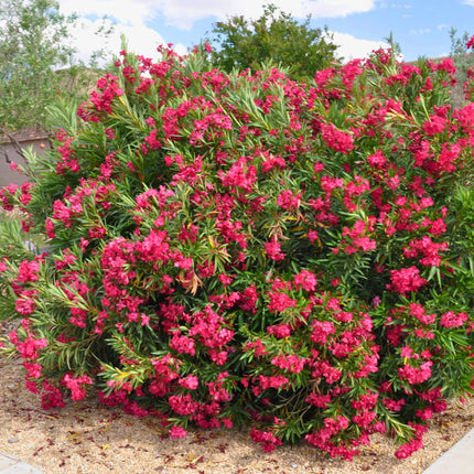 Nasiona Oleandra Pospolitego - Nerium Oleander