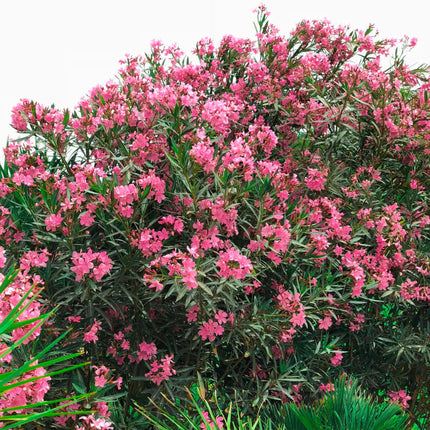 Nasiona Oleandra Pospolitego - Nerium Oleander