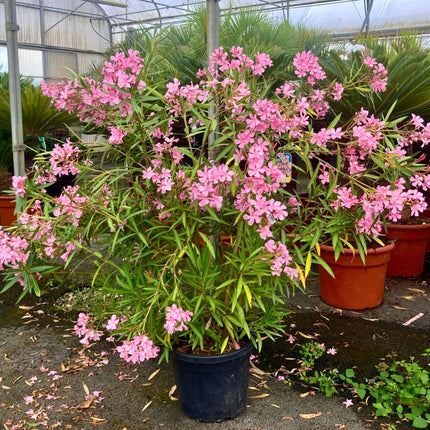 Nasiona Oleandra Pospolitego - Nerium Oleander