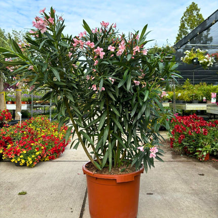 Nasiona Oleandra Pospolitego - Nerium Oleander