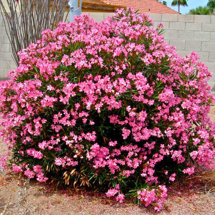 Nasiona Oleandra Pospolitego - Nerium Oleander
