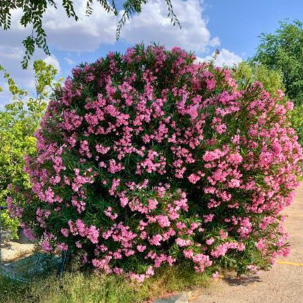 Nasiona Oleandra Pospolitego - Nerium Oleander