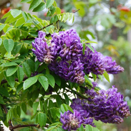 Nasiona Glicynii Amerykańskiej - Wisteria Frutescens