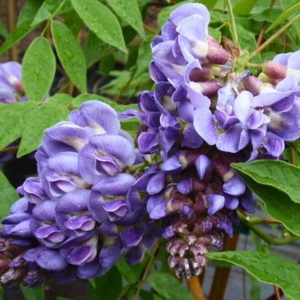 Nasiona Glicynii Amerykańskiej - Wisteria Frutescens