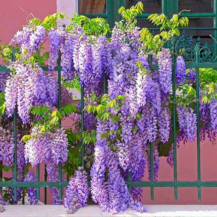 Nasiona Glicynii Amerykańskiej - Wisteria Frutescens