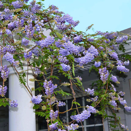 Nasiona Glicynii Amerykańskiej - Wisteria Frutescens