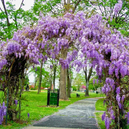 Nasiona Glicynii Amerykańskiej - Wisteria Frutescens