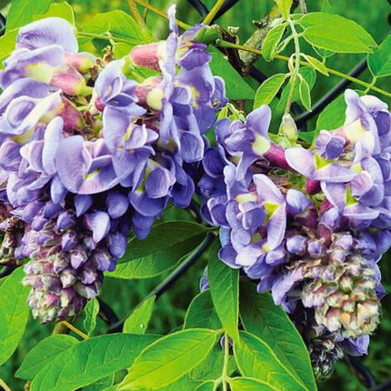 Nasiona Glicynii Amerykańskiej - Wisteria Frutescens