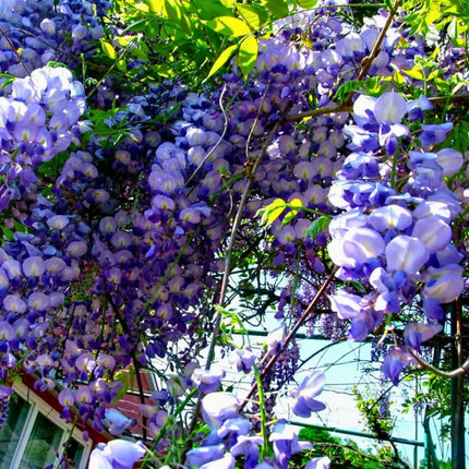 Nasiona Glicynii Amerykańskiej - Wisteria Frutescens