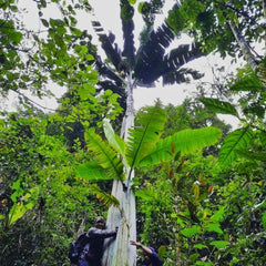 Nasiona Bananowca Musa Ingens