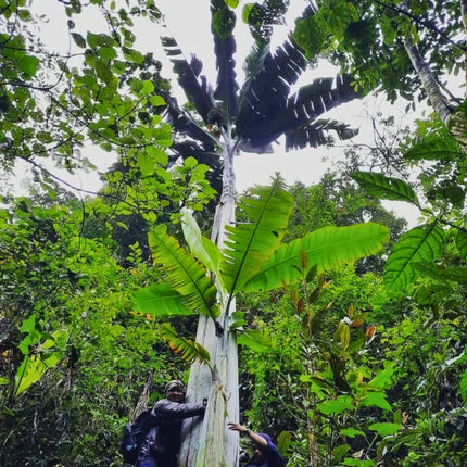 Nasiona Bananowca Musa Ingens