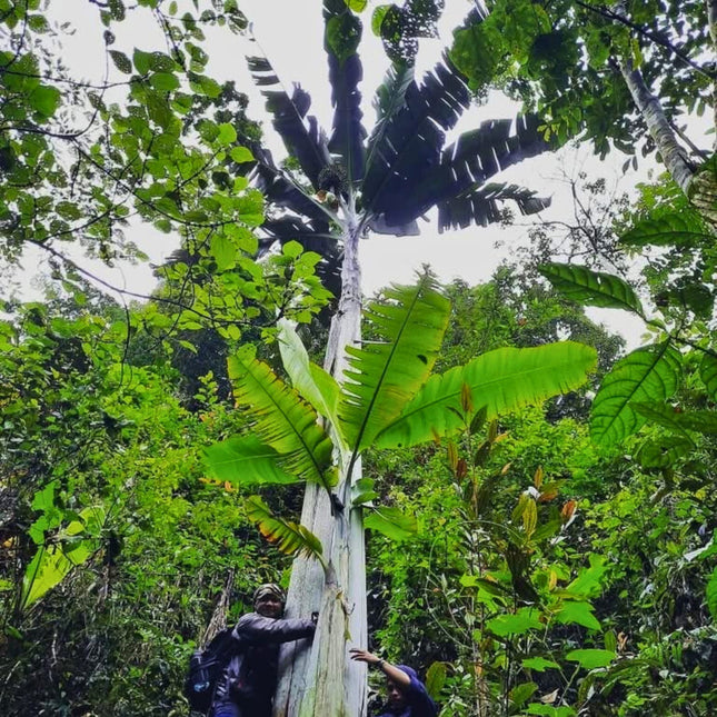 Nasiona Bananowca Musa Ingens