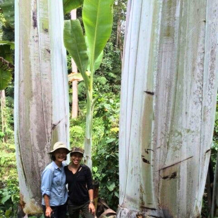 Nasiona Bananowca Musa Ingens
