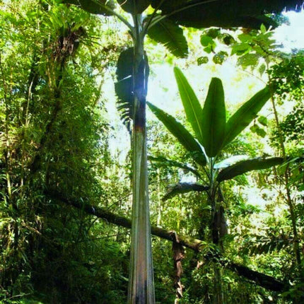 Nasiona Bananowca Musa Ingens