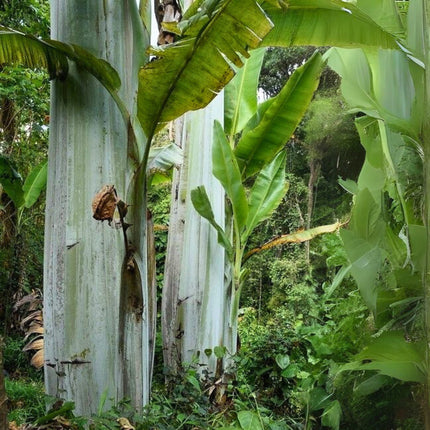 Nasiona Bananowca Musa Ingens