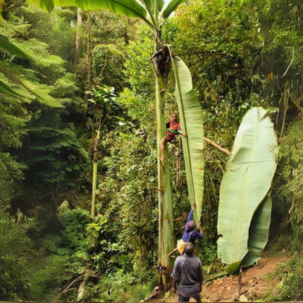 Nasiona Bananowca Musa Ingens