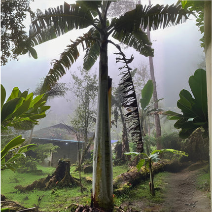 Nasiona Bananowca Musa Ingens