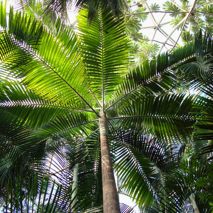 Nasiona Palmy Joannisa - Veitchia Joannis